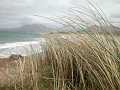 Grass in the wind in a sandy bay of Connemara